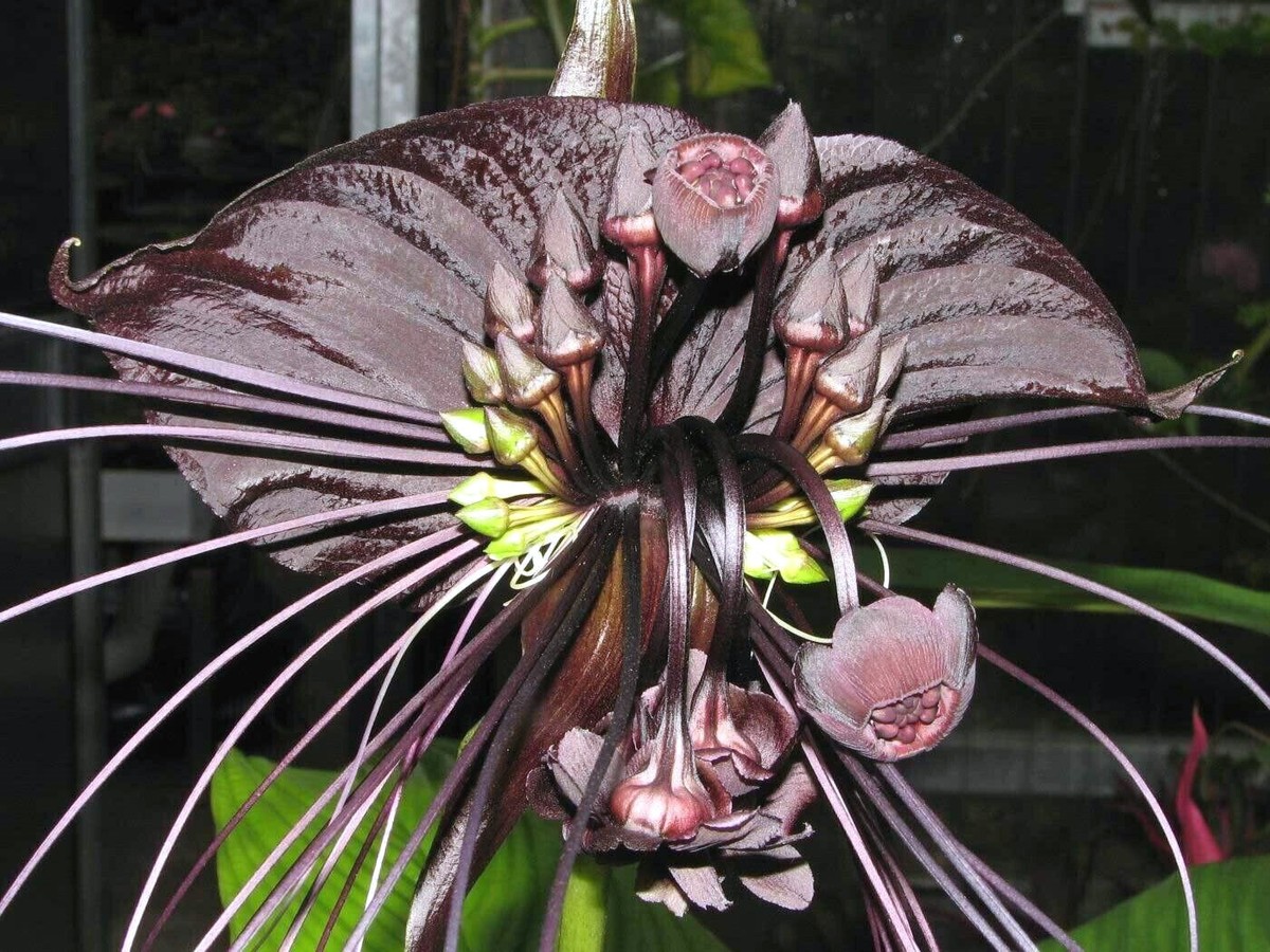 Black Bat Orchid Flower Seeds (Tacca chantrieri) RARE Tropical - Main Image
