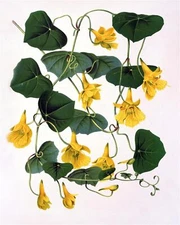 Golden Nasturtium Flowers Accent Tile Mural Kitchen Bathroom Backsplash Ceramic