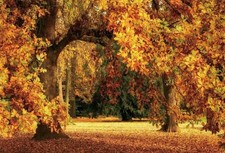 10x8ft Autumn Leaves Forest Backdrop Fall Maple Trees Golden Maple Leaf Photo...