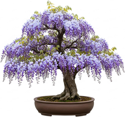 Chinese Wisteria Bonsai Tree Seedling for Planting - 1 Year Old Well Rooted  Seed | eBay