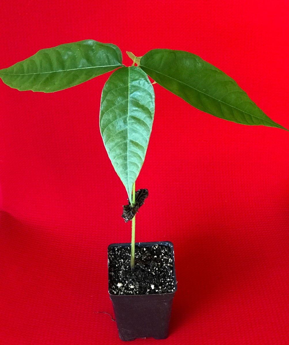 Red Theobroma Cacao Cocoa Chocolate Tropical Fruit Tree