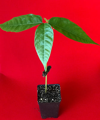 Theobroma cacao　サイズ2 Guide to Theobromas - by Nicholas Gill - New Worlder