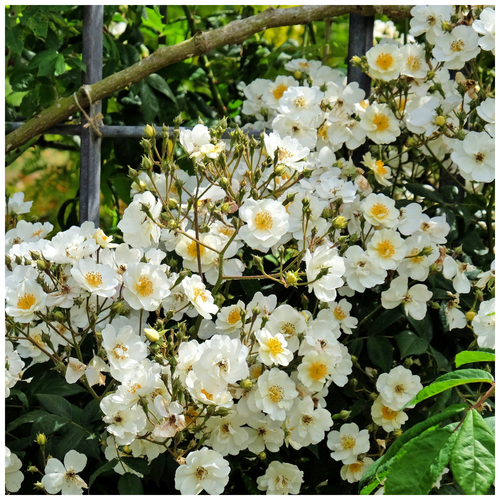 'Rambling Rector' Rambling Rose Bush, Clusters Of Creamy Semi-Double ...