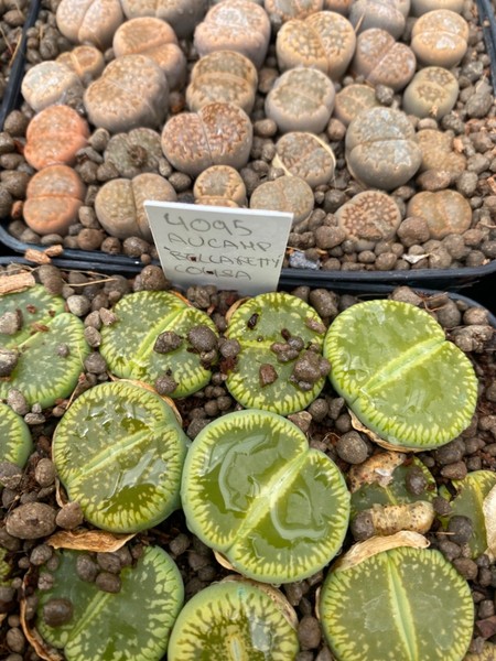 Lithops aucampiae 'Bellaketty' 3 años ex MSG 4095