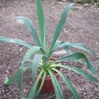 Picture 4 of 5