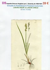 19th century - ACUTE MILK or HAIL MILK (Carex Acuta) superb engraving from 1802/1841