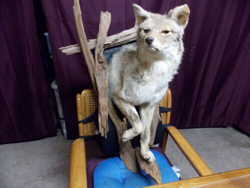 Coyote Taxidermy Wall Mount