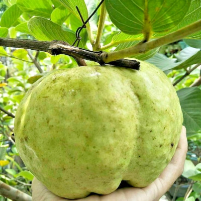 3.000+ White Crystal Guava Seedss (Psidium guajava L) For Planting