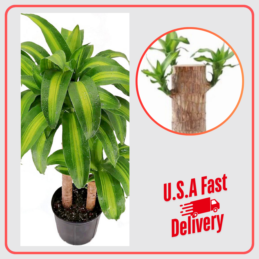 Lucky Brazilian Wood Plant Lucky Fortune Hydroponic Corn Plant
