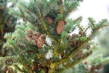 Fraser Fir (Abies Fraseri) tree 15-30cm cell grown