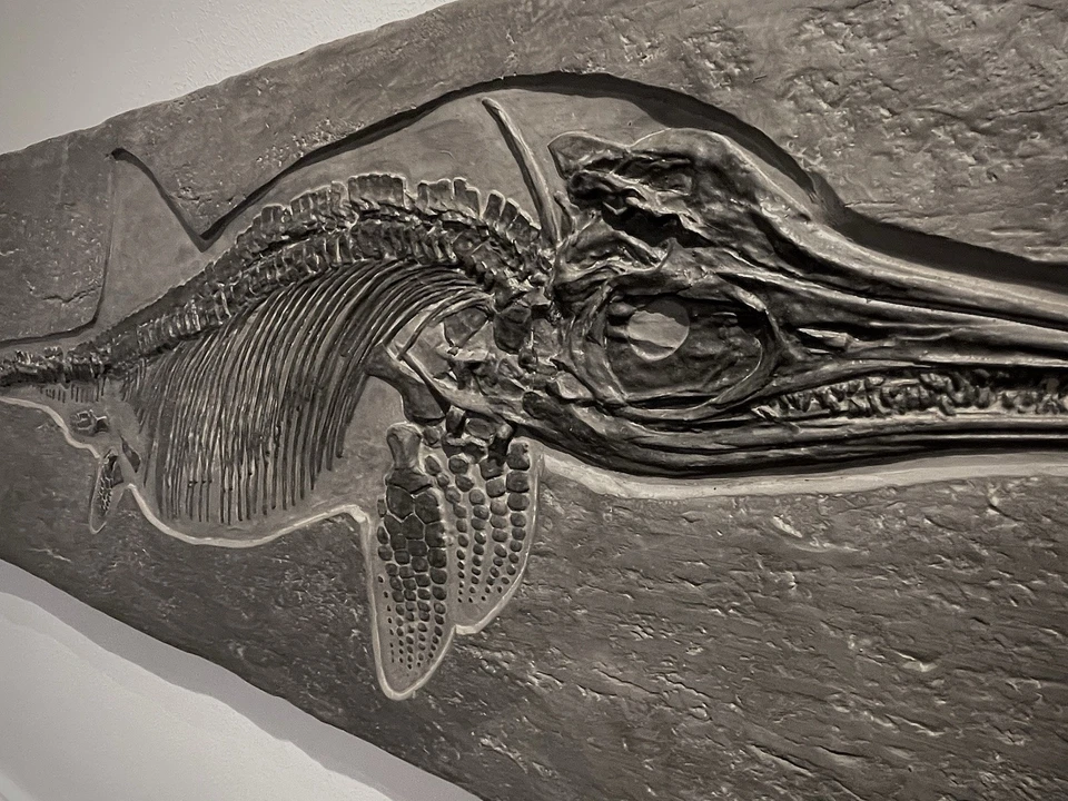 Ichthyosaurus - Fossil Replica - Bild 3 von 4
