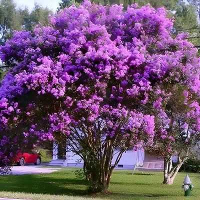 #ad #ad 25 PURPLE CRAPE MYRTLE TREE SHRUB FLOWER SEEDS DROUGHT TOLERANT PERENNIAL $2.99