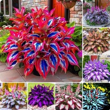 Hosta Seeds - 210pcs Decorative Foliage Plants Ideal for Gifts Perennial Pl...