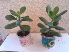 2x Crassula Ovata Jade plant live rooted  6.5" friendship