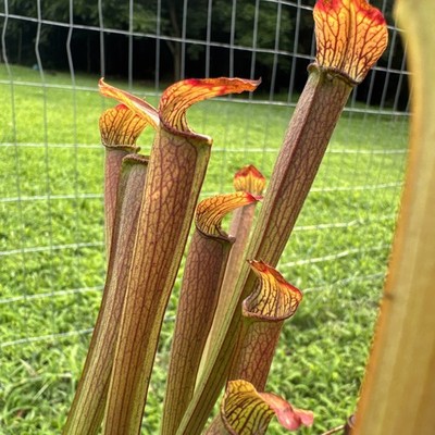 SARRACENIA RUBRA  MOORE CO, NC  XL SIZE.