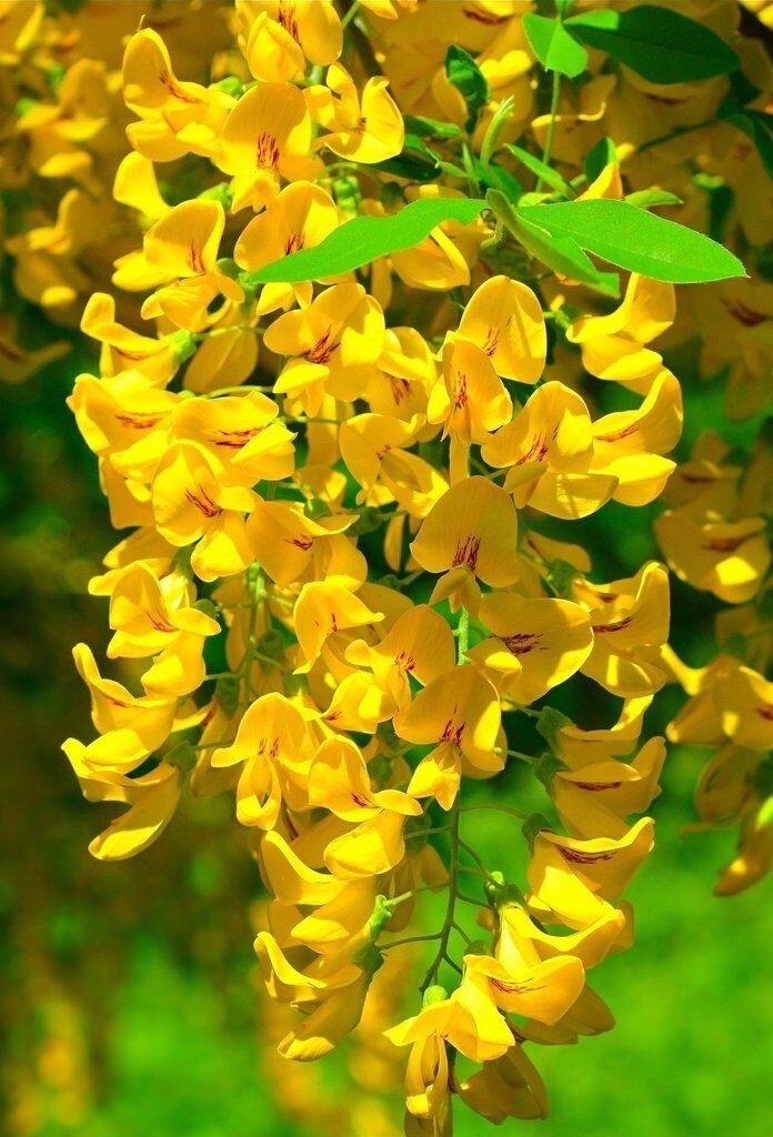 5 Golden Wisteria Seeds Vine Climbing Flower Perennial Rare Seed 573 USA  SELLER | eBay