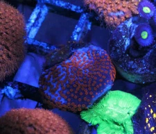 Superman Montipora encrusting large frag free shipping at $150 LPS zoas