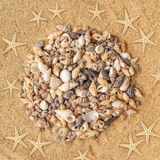 800 Pieces Tiny Sea Shells Small Natural Starfish Mixed Ocean Beach Spiral Shell