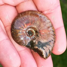 5cm rot Opalisierender Cleoniceras Amolith Opal Ammonit Feueropal Ammoniten Nr.V