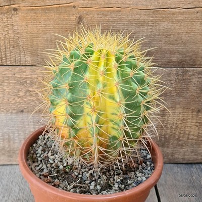D5857 FEROCACTUS DIGUETII X ECHINOCACTUS GRUSONII ISLA CARMEN pot22-H21-W16 cm