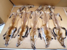 Tanned Red Fox Hides with 4 feet attached/Furs/Trapping/Taxidermy/Crafts/USA fur
