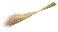Nadeco Lupidium, Getrocknet, Im Bund, LäNge Ca. 90 Cm Trockenblumenstrauß Gras