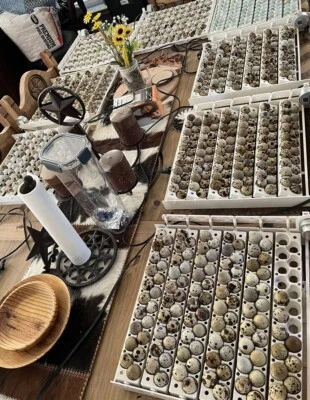 BUDDY’S HATCHERY LLC 10+ JUMBO Brown Coturnix Quail Fertile Hatching Eggs