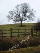 Photo 6x4 Hillside field with tree Bolsover By Carr Lane, towards the top c2011