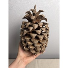 Giant Coulter Pine Cone 7-10 INCHES