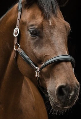 Lederhalfter Don Bi Color Schwarz Braun o Cognac VB WB X Full Halfter Leder