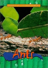Ants (Animals of the Rain Forest)