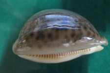 Cypraea Arabica 61.5 mm F+++/ Heavily callous  margin LIGHT -GREEN OVERCAST  WOW