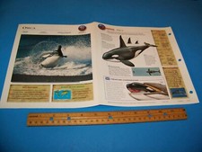 Orca Photo / Information Page Wildlife Explorer 1998