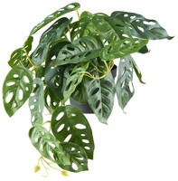 artplants Deko Philodendron Monstera Adansonii Grolu, 40Cm