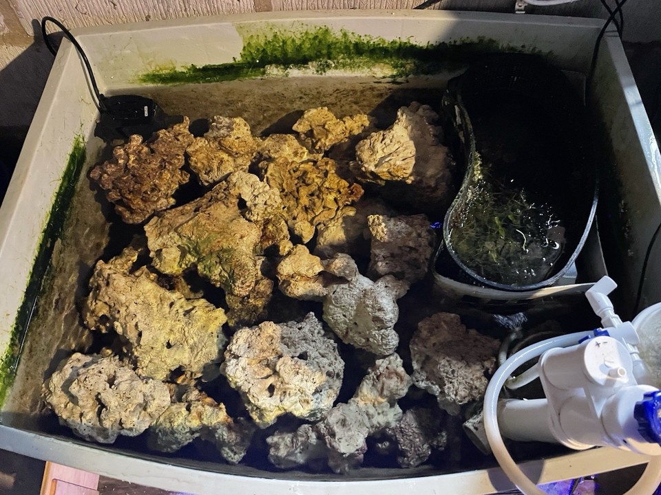 Curated visual reference: Visual Reference: Marine Reef Cured Seeded Natural Rock Aquarium Coral Scape Filtration