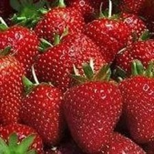 10 Strawberry Plants Camarosa  - We Use Organic Soil