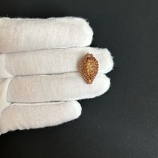 Jenneria pustulata, 19.8mm, Pediculariidae seashell cowrie collection, #G-10-01