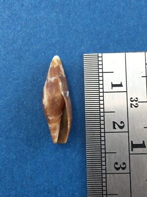 Mitra Quasimitra Latruncularia 21.6mm South Africa Beach 