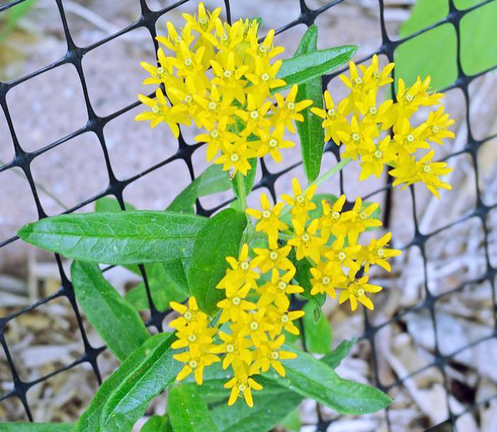 Asclepias Tuberosa Hello Yellow