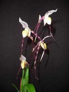 Paphiopedilum philippinense var. roebelinii blühstarkes Einzelstück !
