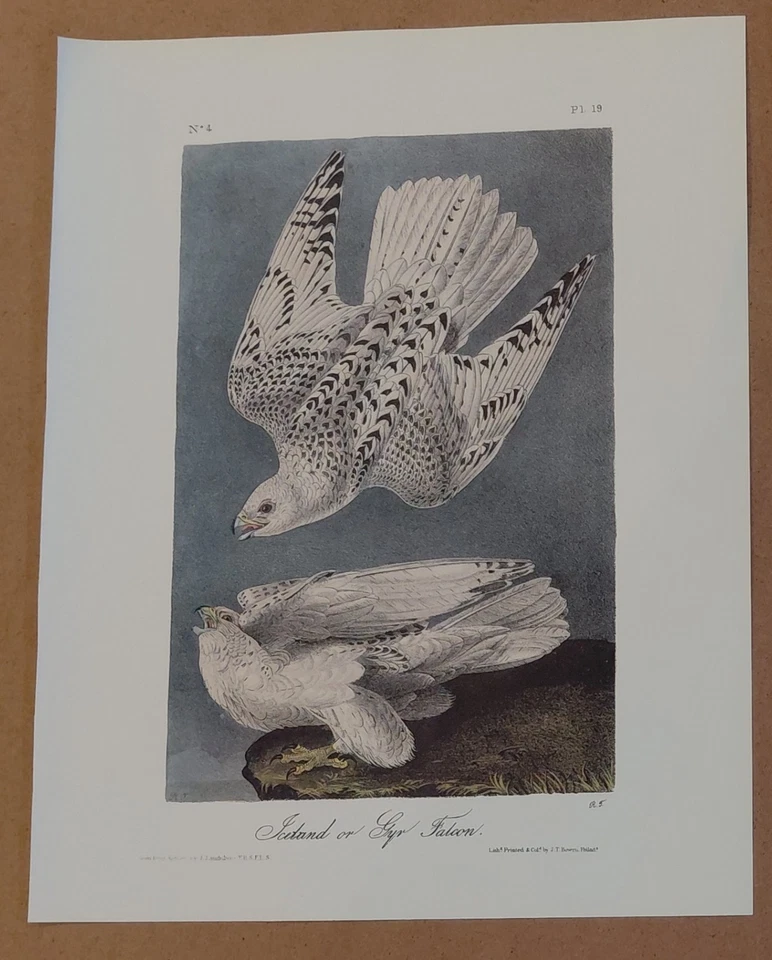 2 Audubon Birds Octavo 1ª Ed. Falcón peregrino Pl 20 y Gyr Falcon Pl 19 impresiones Foto 4 de 4
