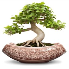 Grandi vasi per bonsai - 18 pollici ceramica succulenta rilievo crepa rosso-marrone (18 pollici)