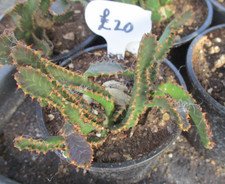 EUPHORBIA STELLATA - choice caudex forming succulent plant.