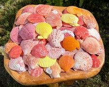 2 lb Assorted Colorful Scallop Shells - Natural Seashells Wholesale Bulk Lots