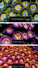 You Choose Frag Pack Coral Zoanthid Palythoa, you choose which zoa 🐠