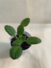 Hunter's Those Eyes African Violet Plant, Semi Mini !! — photo 3