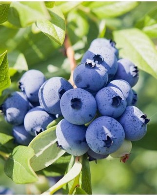 Heidelbeere 100 Samen (Vaccinium Corymbosum) - Highbush Heidelbeer Fruchtstrauch