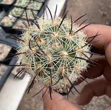 Echi-nomastus unguispinus from see-d (B Euphorbia Copiapoa dorstenia