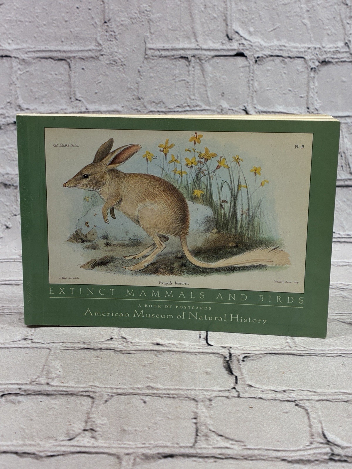 Extinct Mammals & Birds A Book Of Postcards American Museum Natural History 1997