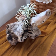 Driftwood Unique Piece for Decor and Crafting, Reptile Habitat